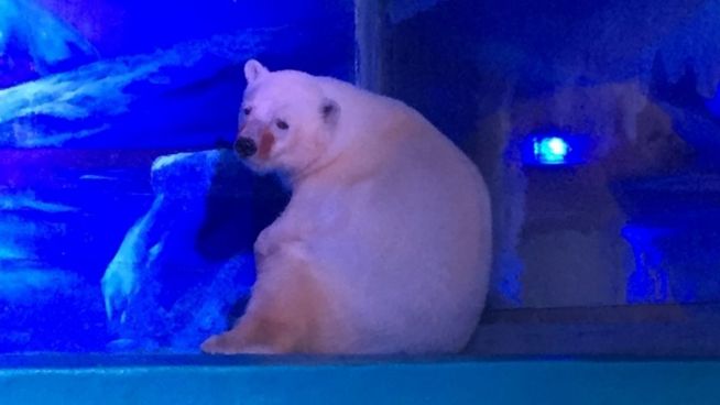 Tragisch: Der traurigste Polarbär der Welt