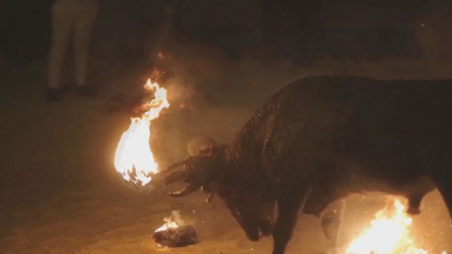 Grausame Quälerei: Spanier zünden lebendigen Stier an