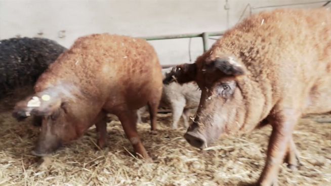 Schweinerei: Darum erreicht Spanien nicht das Klimaziel