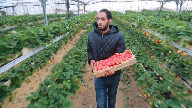 Das rote Gold: Erdbeer-Revolution in Gaza