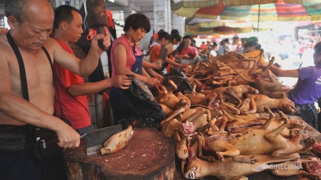 Bello auf dem Teller: Das Hundefleischfestival in Yulin
