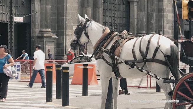 Guadalajara: Pferdekutschen vor Abschaffung