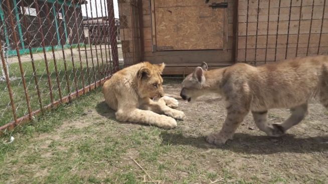 Gefährliche Freundschaft: Löwe spielt mit Puma