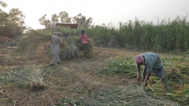 Geld- und Machtverluste: Indiens Bauern kämpfen