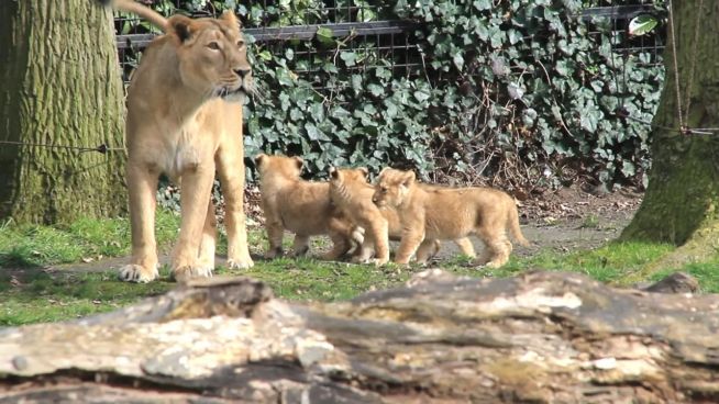 Gefährdete Löwen: Jagd-Simulator hilft bei Auswilderung