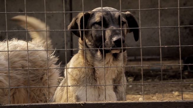 Strafe für Tierfreunde: Helfer zur Kasse gebeten