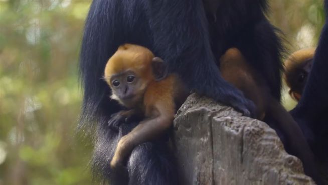 Tierischer Nachwuchs: Affenbabys verzaubern Los Angeles