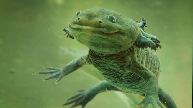 Axolotl: Wie der Selbstheiler ums Überleben kämpft
