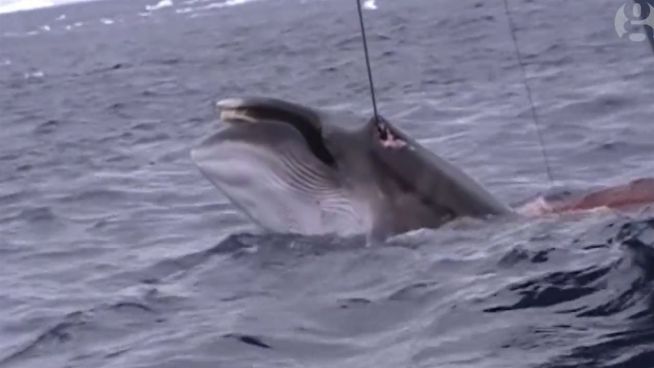Brutaler Walfang: NGO zeigt verbotene Aufnahmen