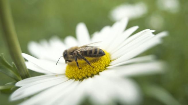 Welttag der Biene: Wie wir die kleinen Honigsammler schützen können