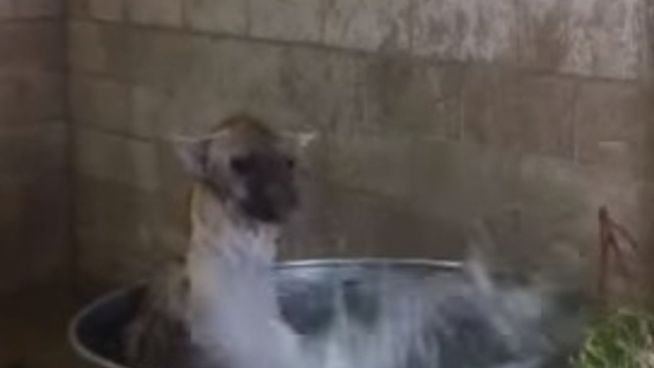 Von wegen wasserscheu: Diese Hyäne liebt das Baden